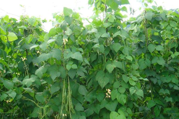 春季芸豆种植时间和方法