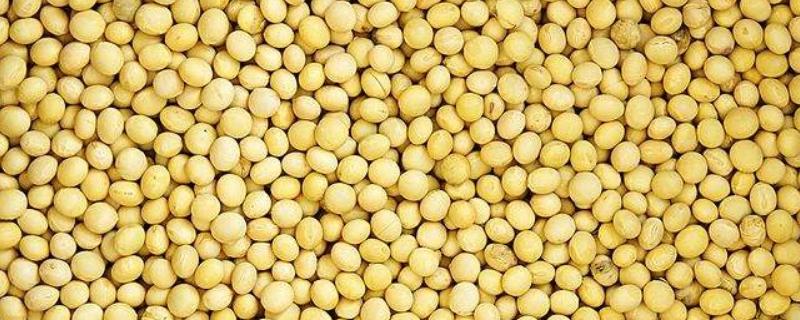 黄豆亩产量最高多少公斤