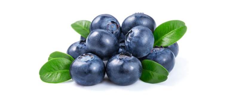 种植蓝莓需要什么条件