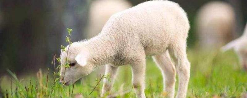土方羊羔瘫软治疗方法