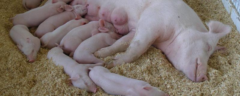 母猪产前多少天打伪狂犬疫苗