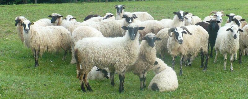 羊吃的牧草品种有哪些