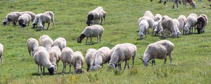 一千亩草场能养多少羊
