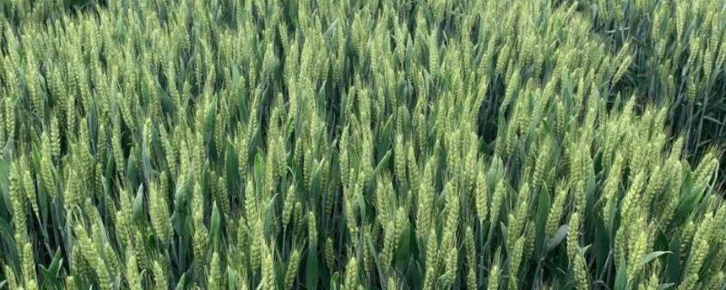 小麦灌浆期到成熟期多长时间