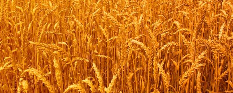 小麦灌浆期打什么叶面肥