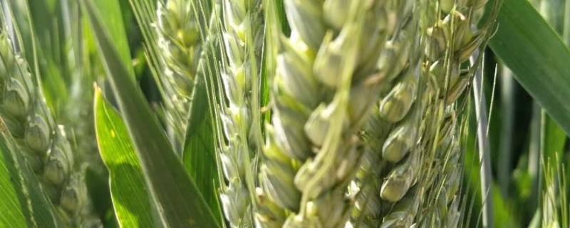 小麦灌浆期需要什么肥
