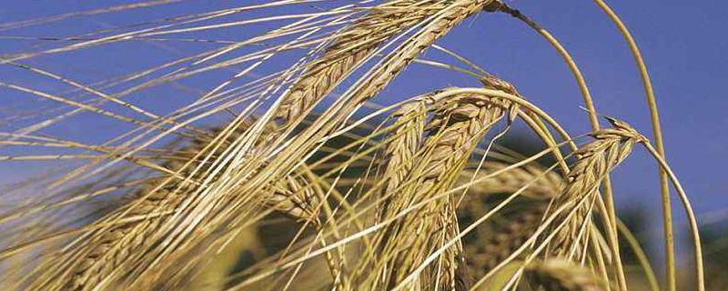 国审抗赤霉病小麦品种有哪些