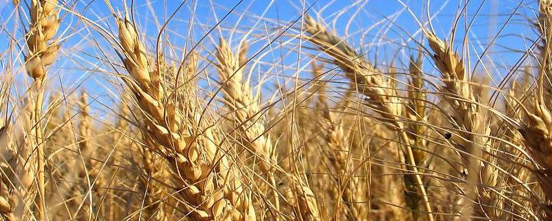 小麦叶尖发红是什么原因