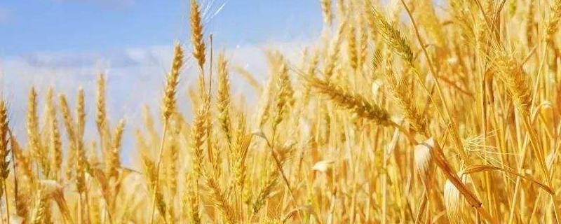 小麦旗叶干尖是什么原因