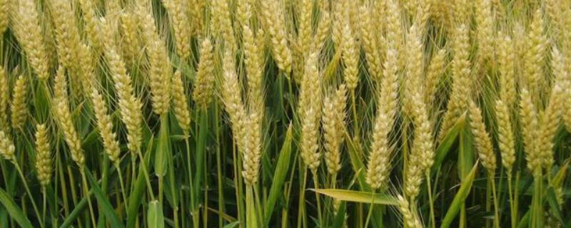 小麦条绣病发生条件有哪些