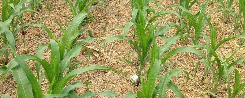 玉米除草剂遇雨可以重喷吗