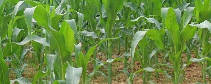 玉米田麦苗用什么除草剂