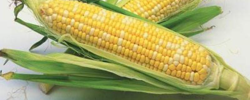 玉米打什么叶面肥增产