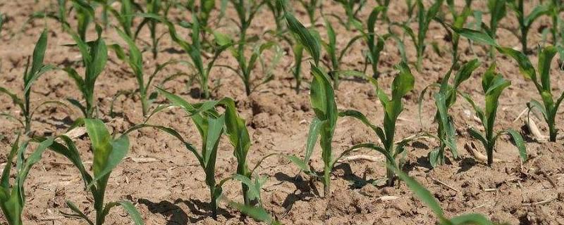 玉米除草剂能和叶面肥混用吗