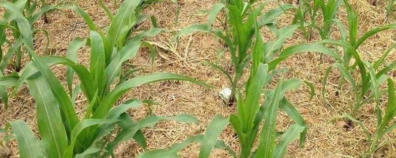 玉米苗期喷什么叶面肥