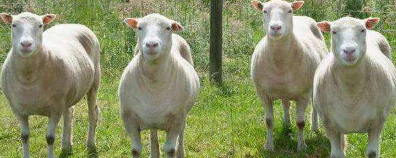 羊一年可以繁殖几次