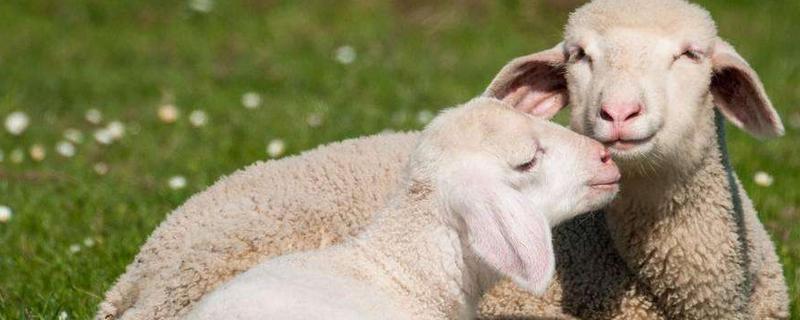 头胎母羊为什么产单羔