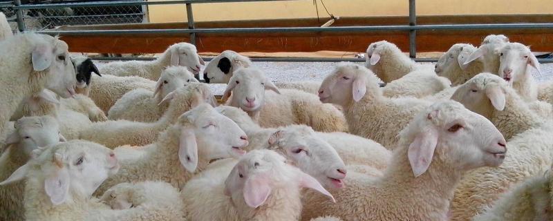 繁殖母羊最佳配方