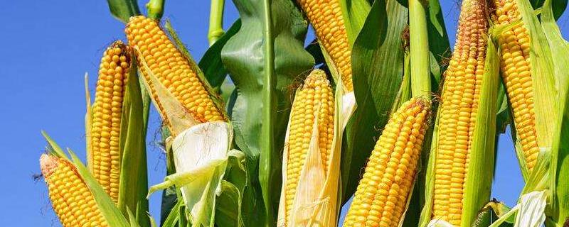 玉米除草剂对玉米有影响吗