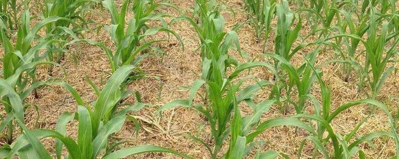 玉米除草剂能打二遍吗