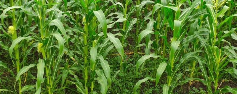玉米除草剂有露水能打吗