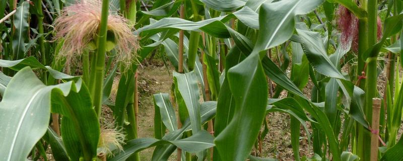 玉米受除草剂要害自己能缓过来吗