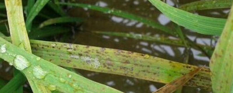 水稻细菌性褐斑病用什么药
