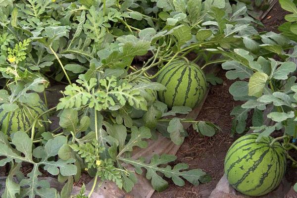 新地甜陆露西瓜品种介绍