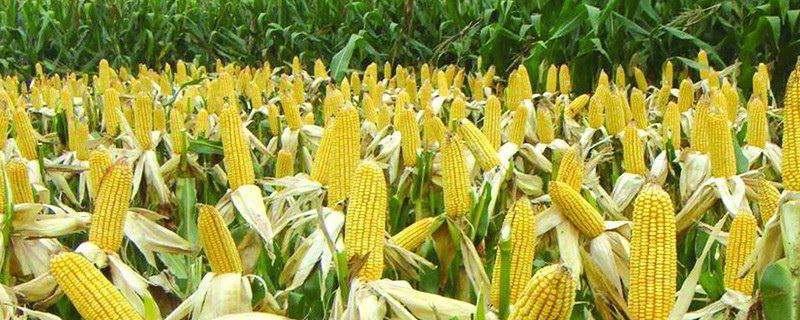 玉米缺苗怎么补种