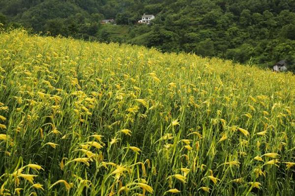 黄花菜种植技术和管理