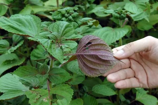 紫苏冬季种植方法，会枯萎吗