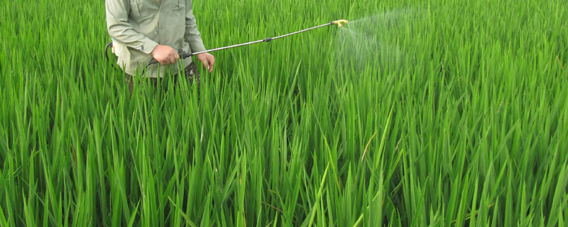 解药害用芸苔素快还是碧护快