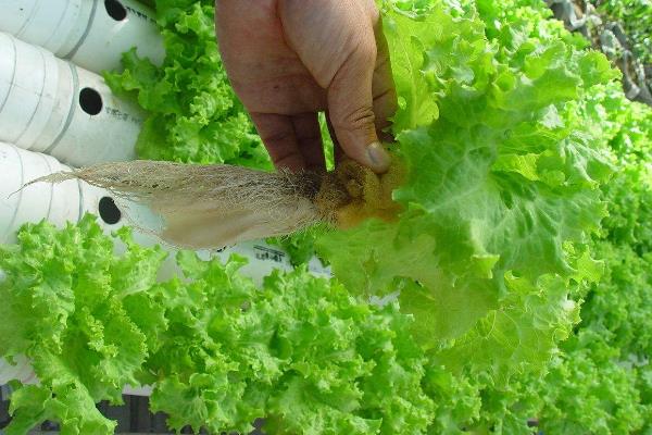 生菜无土种植方法