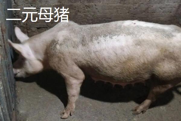 2元母猪下的猪能留种吗，和三元母猪有什么区别