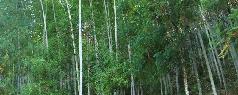 屋后山坡种植毛竹有利于山坡稳定吗