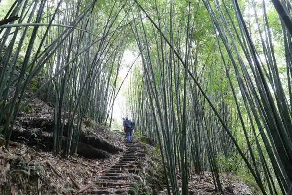 屋后山坡种植毛竹有利于山坡稳定吗，附种植方法和注意事项