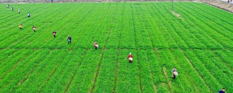 苗后除草剂能和杀虫剂混用吗