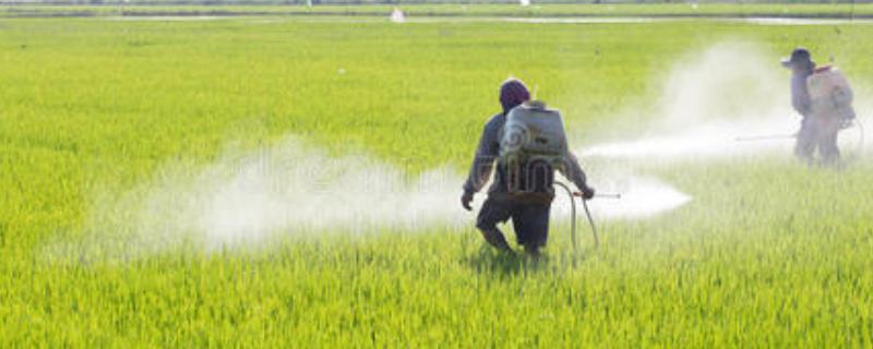 辛硫磷杀地下害虫怎么用