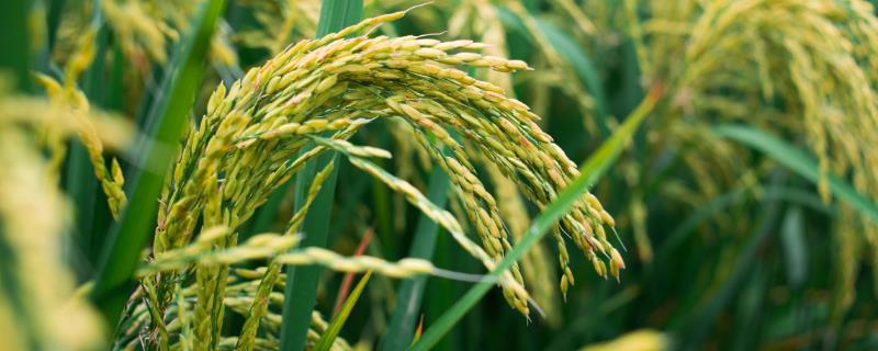 水稻孕穗期水层管理方法