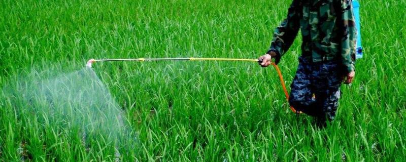 水稻除草剂药害症状及补救措施