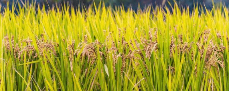 东北水稻生长周期表