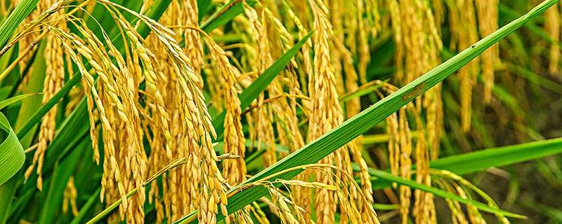 水稻产量最高的国家
