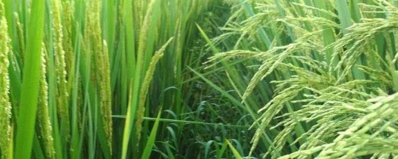 水稻灌浆期是什么时候