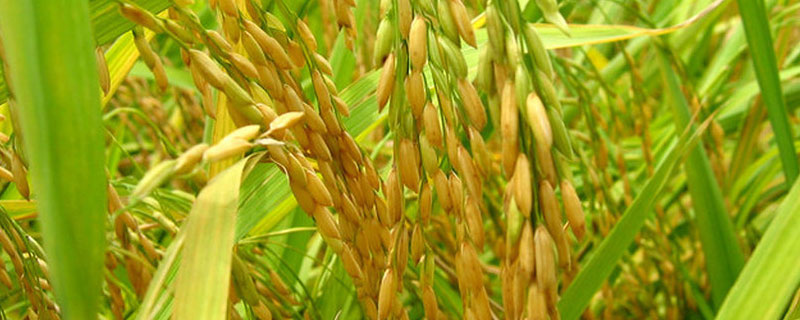 水稻条纹叶枯病用什么药治