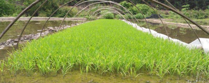 水稻种子怎么种植