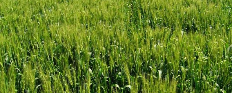 小麦后期喷什么微肥增产增重