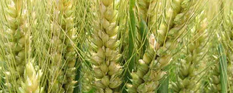 新麦45小麦品种介绍