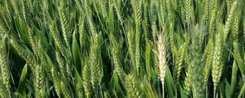 新麦26小麦品种介绍