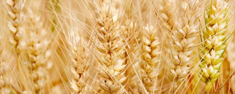 小麦高产品种有哪些