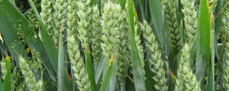 郑科168小麦品种